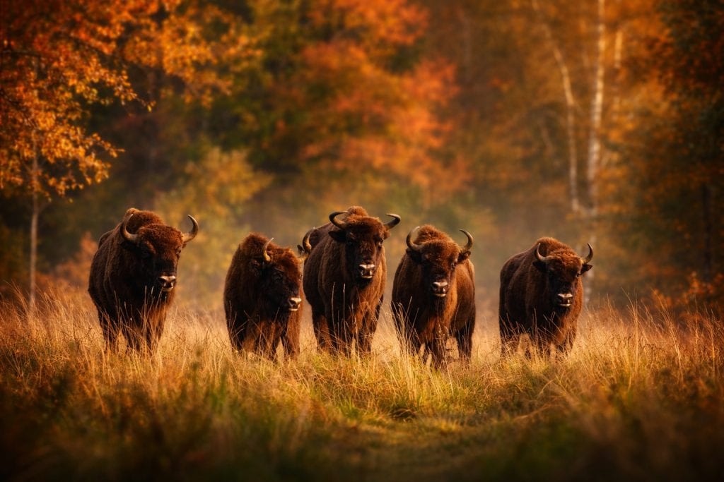 European bison in Białowieża Forest